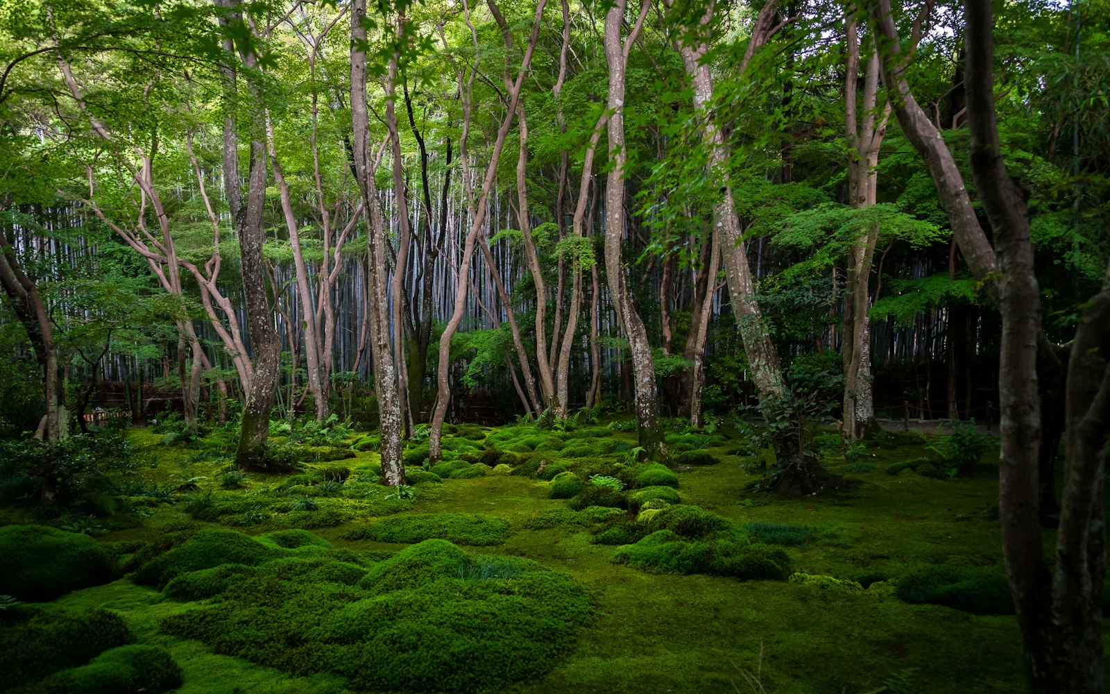 Aman Kyoto
